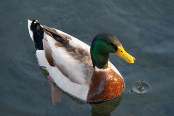 Mallard Duck Swimming on Calm Water