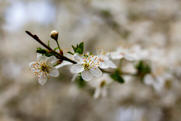 Blooming cherry plum in the garden. White cherry plum flowers