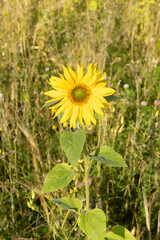 Single bright yellow sunflower in a field meadow bathed in warm spring sunlight vertical shot