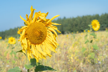 Tatty scruffy ragged head bright yellow sunflower in a field meadow blue sky green hedgerow