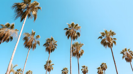 Tropical palm trees against blue sky - serene nature landscape background for design projects
