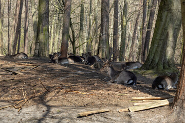 Herd of deer resting in the shade of trees. Selective focus, blurred background