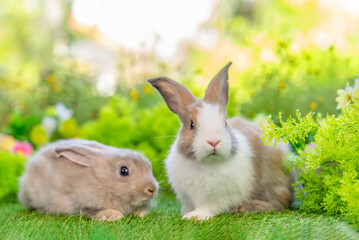 bunny easter concept,young cute rabbits sitting in green nature
