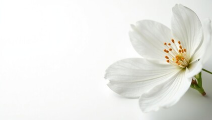 Obraz premium Delicate white blossom against pure white backdrop, botanical, subtle