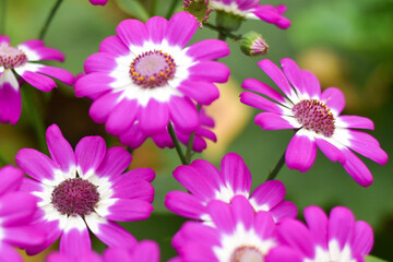 Fototapeta premium Beautiful Cineraria florist's flowers or common ragwort in the garden