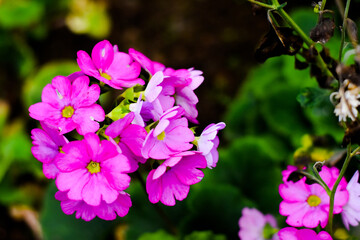 Beautiful Cineraria florist's  flowers  or common ragwort in the garden