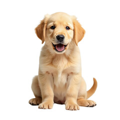 Fototapeta premium Golden Retriever Puppy Sitting, White Background, Pet Adoption Image