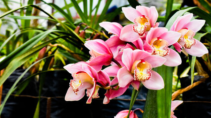 Attractive pink Cymbidium  orchid on green background © Sudhakar