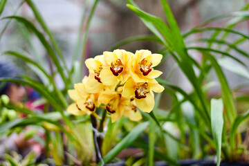 Yellow orchid flower blooming in the garden 