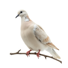 Fototapeta premium Eurasian Collared Dove Perched on Branch, Isolated