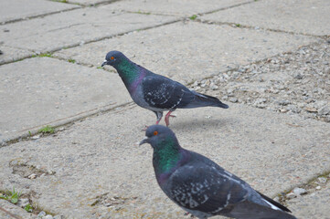 group of pigeons is resting and preening grassy area in a city park trees paths background calm urban nature wildlife awareness bird eco-friendly city living visuals relaxation or mindfulness 