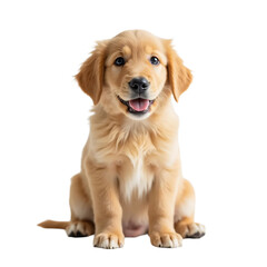 Golden Retriever Puppy Sitting, Studio Shot for Pet Brand Marketing