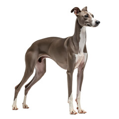 Elegant Italian Greyhound Standing On White Background