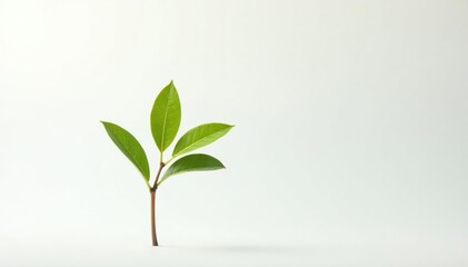 Single, delicate sapling against pure white backdrop, clean, germination, seedling