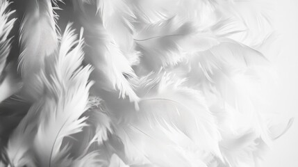 Fototapeta premium Soft, white feathers in grayscale, close-up texture.