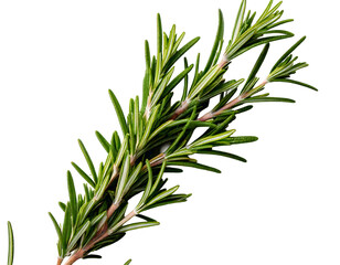 Fototapeta premium Rosemary isolated on white background, Top view, generative ai