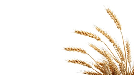 Fototapeta premium Golden Wheat Stalks on White Background for Agriculture and Food