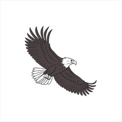 eagle flying