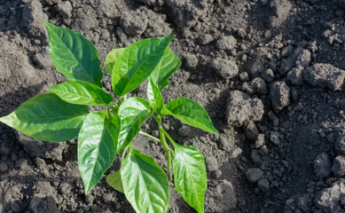 Young pepper seedling planted in the garden beds, spring gardening. High quality photo
