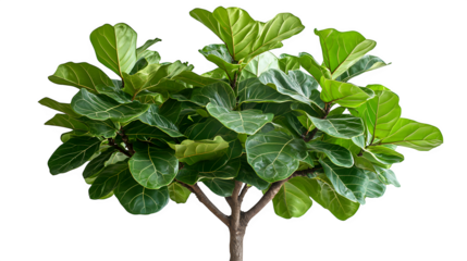 Fiddle leaf fig tree in full view, isolated on white background