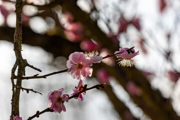 A stunning closeup view of pink blossoms on branches beautifully showcasing the tranquility of nature