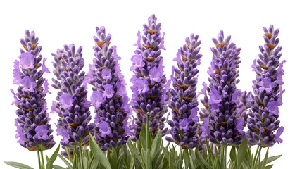 Fresh lavender bouquet in realistic HD detail, isolated on white background