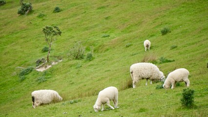 Fototapeta premium Herds of sheep along the scenic hilltop coast of New Zealand