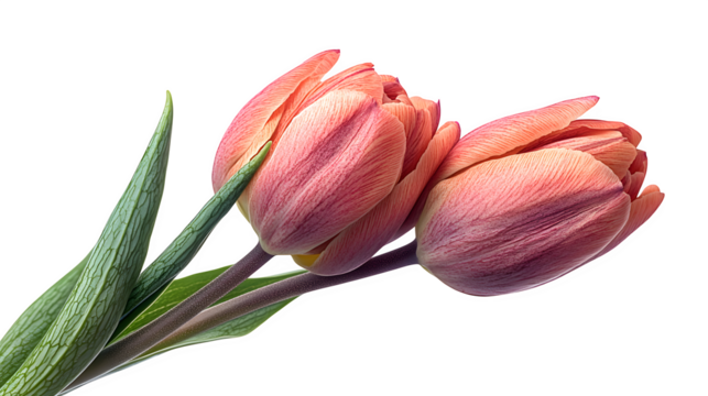 Flower bud beginning to bloom, high-definition, realistic look, isolated on white background