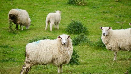 Closeup of spring sheep grazing in a field in New Zealand