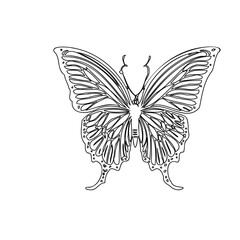 Intricate Line Art Butterfly Design on White
