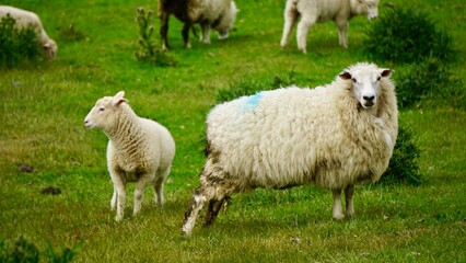 Closeup of spring sheep grazing in a field in New Zealand