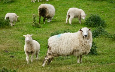 Closeup of spring sheep grazing in a field in New Zealand