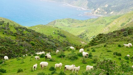 Herds of sheep along the scenic hilltop coast of New Zealand