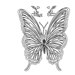 Butterfly outline illustration with floral design