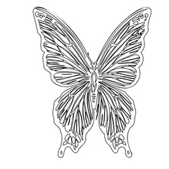 Detailed Outline Illustration Butterfly Design