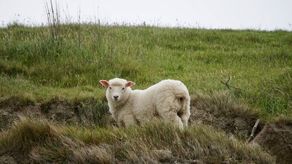 Obraz premium Closeup of spring lamb in a field in New Zealand
