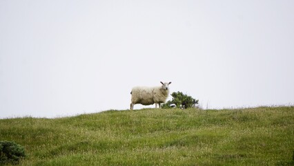Fototapeta premium Closeup of spring lamb in a field in New Zealand