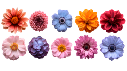 Flowers viewed from above, arranged flat, isolated on white background