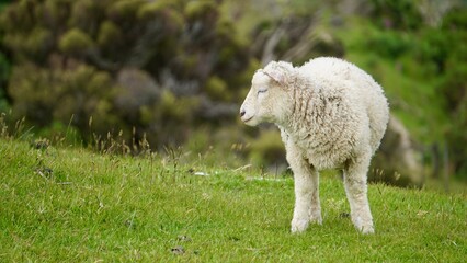 Closeup of spring lamb in a field in New Zealand