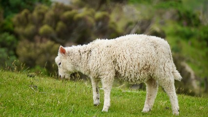 Closeup of spring sheep in a field in New Zealand
