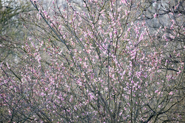 A stunningly beautiful tree adorned with delicate pink blossoms, symbolizing the joyful arrival of...