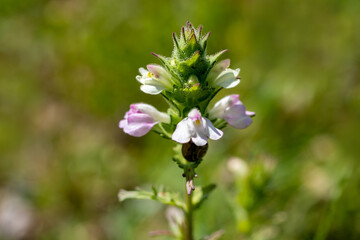 Obraz premium Mediterranean lineseed, Bellardia trixago, Trixago bartsia, erect herb with sawtoothed leaves dotted with glands and hairs, terminal spike of white lipped flowers.