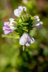 Mediterranean lineseed, Bellardia trixago, Trixago bartsia, erect herb with sawtoothed leaves dotted with glands and hairs, terminal spike of white lipped flowers.
