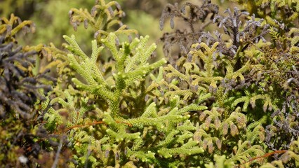 New Zealand Rotorua Geothermal park vegetation