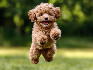 Fototapeta premium Photography Playful Poodle joyfully jumping in green outdoor setting