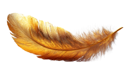 Gold feather cluster, high-definition, realistic look, isolated on white background