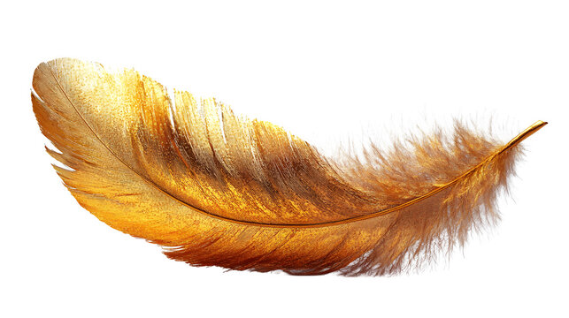 Fototapeta Gold feather cluster, high-definition, realistic look, isolated on white background