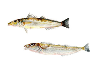 キス手描き水彩画