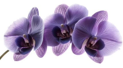 delicate purple orchid blossom, HD, isolated on white background