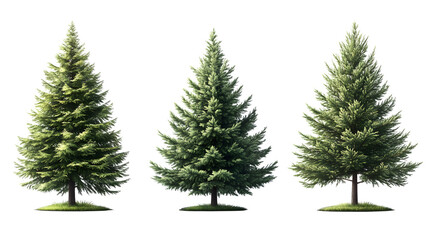 dense pine tree set in high detail, high-definition, realistic look, isolated on white background